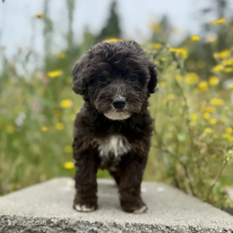 Jake - WEEKEND SPECIAL – Miniature Aussiedoodle puppy for sale in Centralia, WA