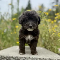 Jake - WEEKEND SPECIAL, a male Miniature Aussiedoodle for sale in Centralia, WA – 1 of 1