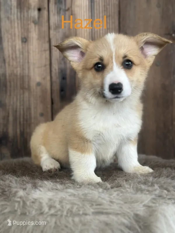 Hazel - weekend special – Pembroke Welsh Corgi puppy for sale in Centralia, WA