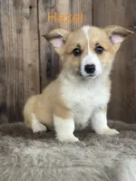 Hazel - weekend special, a female Pembroke Welsh Corgi for sale in Centralia, WA – 1 of 4