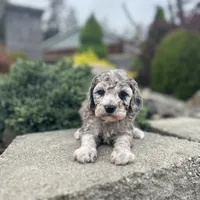 Daisy, a female Poodle - Miniature  for sale in Centralia, WA – Photo 2 of 2