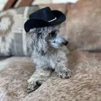 Daisy, a female Poodle - Miniature  for sale in Centralia, WA – Photo 1 of 2