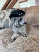 Daisy, a female Poodle - Miniature  for sale in Centralia, WA – Photo 1 of 2