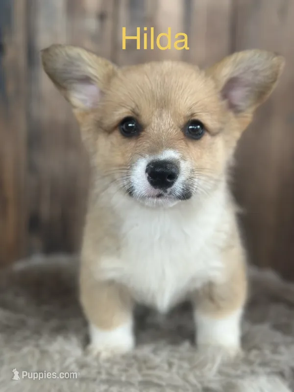 Hilda - weekend special! – Pembroke Welsh Corgi puppy for sale in Centralia, WA