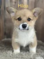 Hilda - weekend special!, a female Pembroke Welsh Corgi for sale in Centralia, WA – 1 of 4