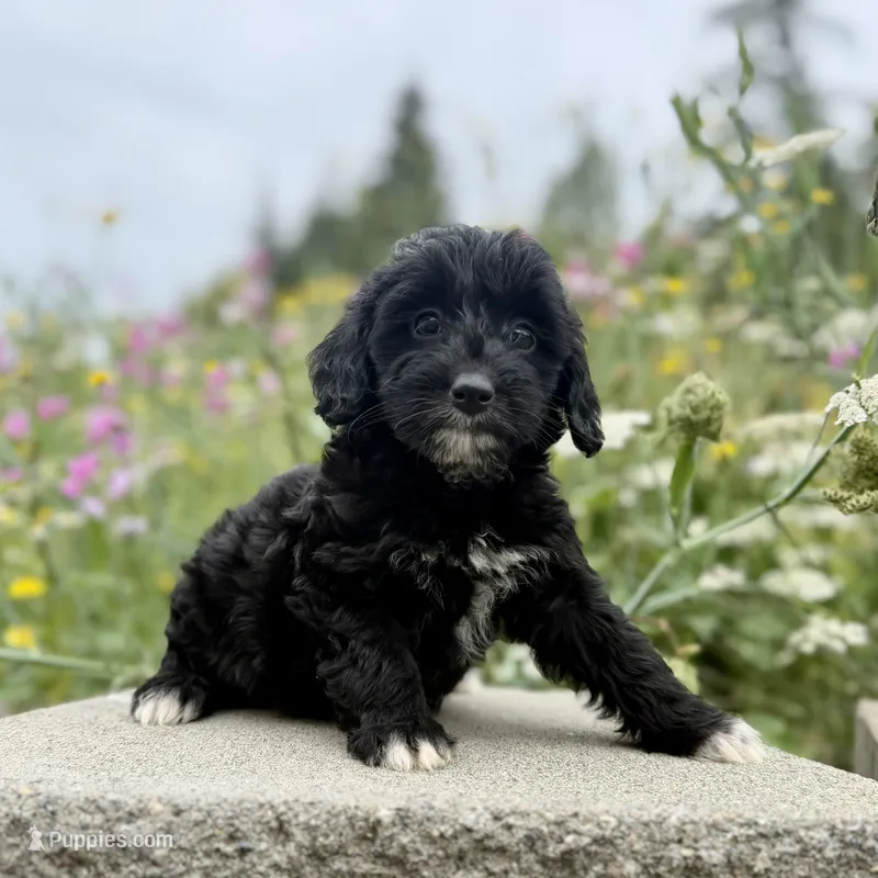 Jill - WEEKEND SPECIAL – Miniature Aussiedoodle puppy for sale in Centralia, WA