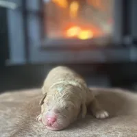 Ice, a male Poodle - Miniature  for sale in Centralia, WA – Photo 2 of 3