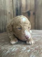 Ice, a male Poodle - Miniature  for sale in Centralia, WA – Photo 3 of 3