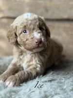 Ice, a male Poodle - Miniature  for sale in Centralia, WA – Photo 1 of 3