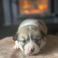 Hairy, a male Pembroke Welsh Corgi for sale in Centralia, WA – Photo 2 of 3