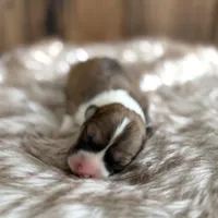 Hairy, a male Pembroke Welsh Corgi for sale in Centralia, WA – Photo 3 of 3