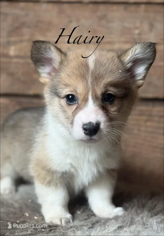 Hairy – Pembroke Welsh Corgi puppy for sale in Centralia, WA
