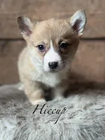 Hiccup, a male Pembroke Welsh Corgi for sale in Centralia, WA – Photo 1 of 3
