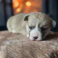 Hiccup, a male Pembroke Welsh Corgi for sale in Centralia, WA – Photo 2 of 3