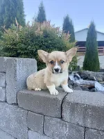 Lobster - weekend special, a male Pembroke Welsh Corgi for sale in Centralia, WA – 1 of 2