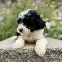 Jack - WEEKEND SPECIAL, a male Miniature Aussiedoodle for sale in Centralia, WA – 4 of 4