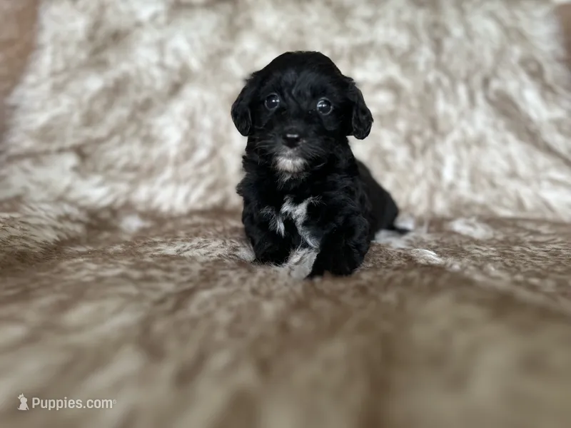 Jill – Miniature Aussiedoodle puppy for sale in Centralia, WA