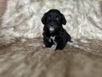 Jill, a female Miniature Aussiedoodle for sale in Centralia, WA – 1 of 1