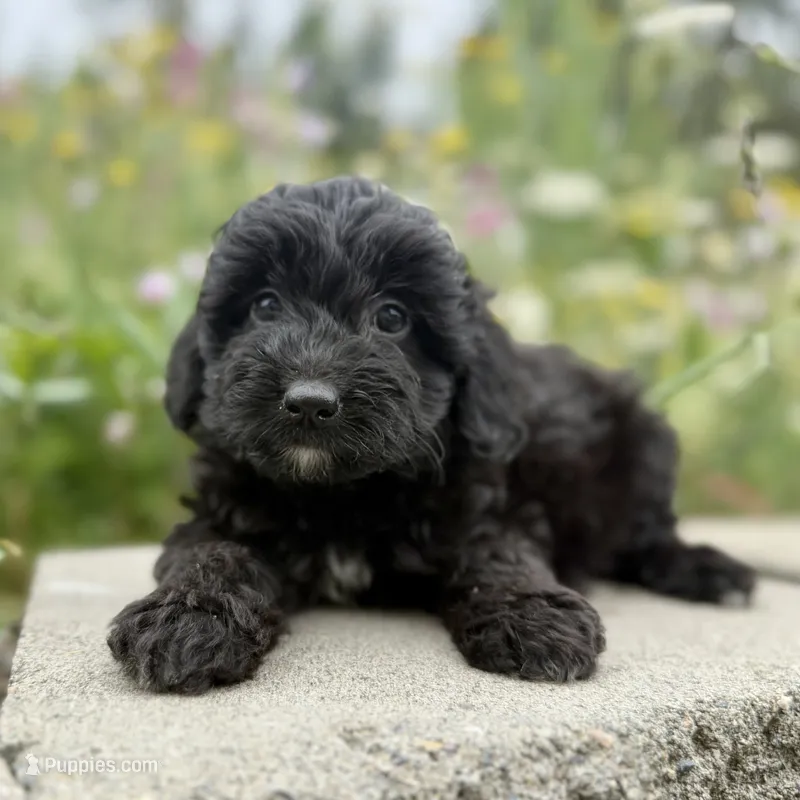 Jet - WEEKEND SPECIAL – Miniature Aussiedoodle puppy for sale in Centralia, WA