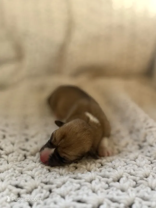 Loaf – Pembroke Welsh Corgi puppy for sale in Centralia, WA