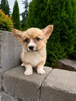 Lobster, a male Pembroke Welsh Corgi for sale in Centralia, WA – 1 of 2