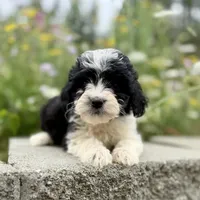 Jack - WEEKEND SPECIAL, a male Miniature Aussiedoodle for sale in Centralia, WA – 1 of 4