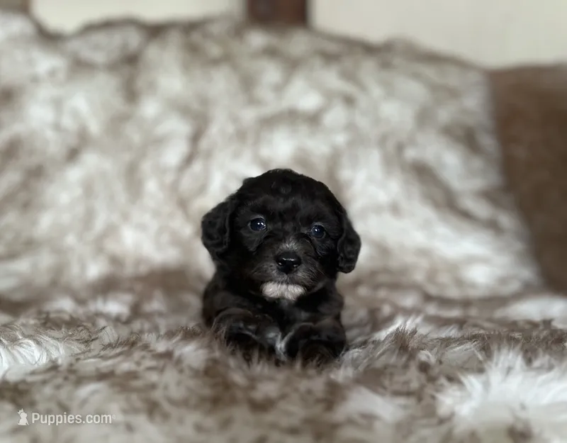 Jane – Miniature Aussiedoodle puppy for sale in Centralia, WA