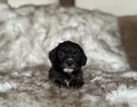 Jane, a female Miniature Aussiedoodle for sale in Centralia, WA – 1 of 1