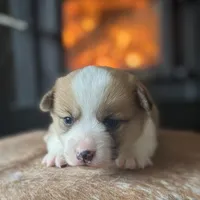 Hope, a female Pembroke Welsh Corgi for sale in Centralia, WA – Photo 2 of 3