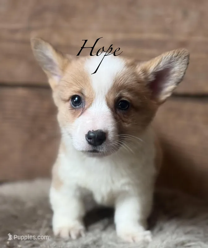 Hope – Pembroke Welsh Corgi puppy for sale in Centralia, WA