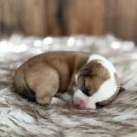 Hope, a female Pembroke Welsh Corgi for sale in Centralia, WA – Photo 3 of 3