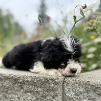 Jack - WEEKEND SPECIAL, a male Miniature Aussiedoodle for sale in Centralia, WA – 3 of 4