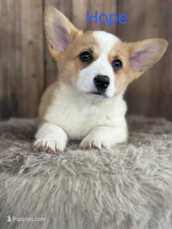 Hope - weekend special – Pembroke Welsh Corgi puppy for sale in Centralia, WA