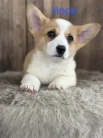 Hope - weekend special, a female Pembroke Welsh Corgi for sale in Centralia, WA – 1 of 4