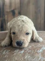 Ivy, a female Poodle - Miniature  for sale in Centralia, WA – Photo 3 of 3
