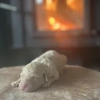 Ivy, a female Poodle - Miniature  for sale in Centralia, WA – Photo 2 of 3