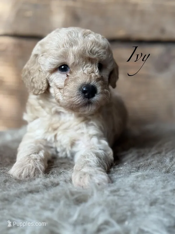 Ivy – Poodle - Miniature  puppy for sale in Centralia, WA