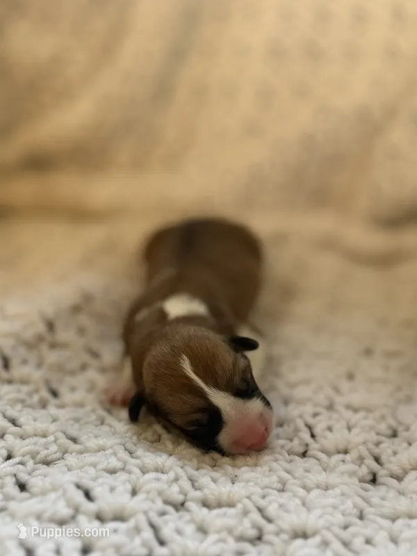 Lollipop – Pembroke Welsh Corgi puppy for sale in Centralia, WA