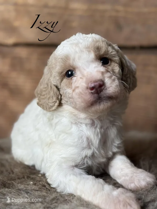 Izzy – Poodle - Miniature  puppy for sale in Centralia, WA