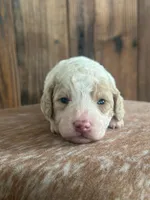 Izzy, a female Poodle - Miniature  for sale in Centralia, WA – Photo 3 of 3