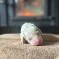Izzy, a female Poodle - Miniature  for sale in Centralia, WA – Photo 2 of 3