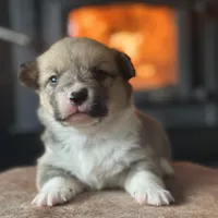 Hilda, a female Pembroke Welsh Corgi for sale in Centralia, WA – Photo 2 of 3