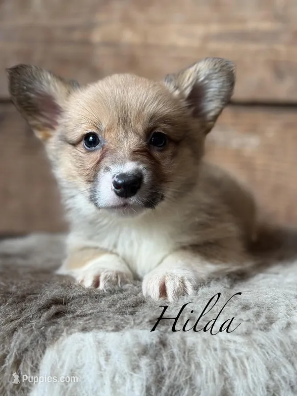 Hilda – Pembroke Welsh Corgi puppy for sale in Centralia, WA
