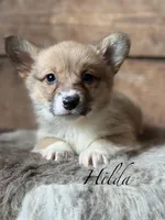 Hilda, a female Pembroke Welsh Corgi for sale in Centralia, WA – Photo 1 of 3