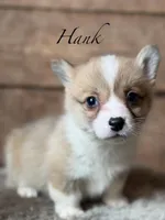 Hank, a male Pembroke Welsh Corgi for sale in Centralia, WA – Photo 1 of 3