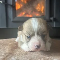 Hank, a male Pembroke Welsh Corgi for sale in Centralia, WA – Photo 2 of 3