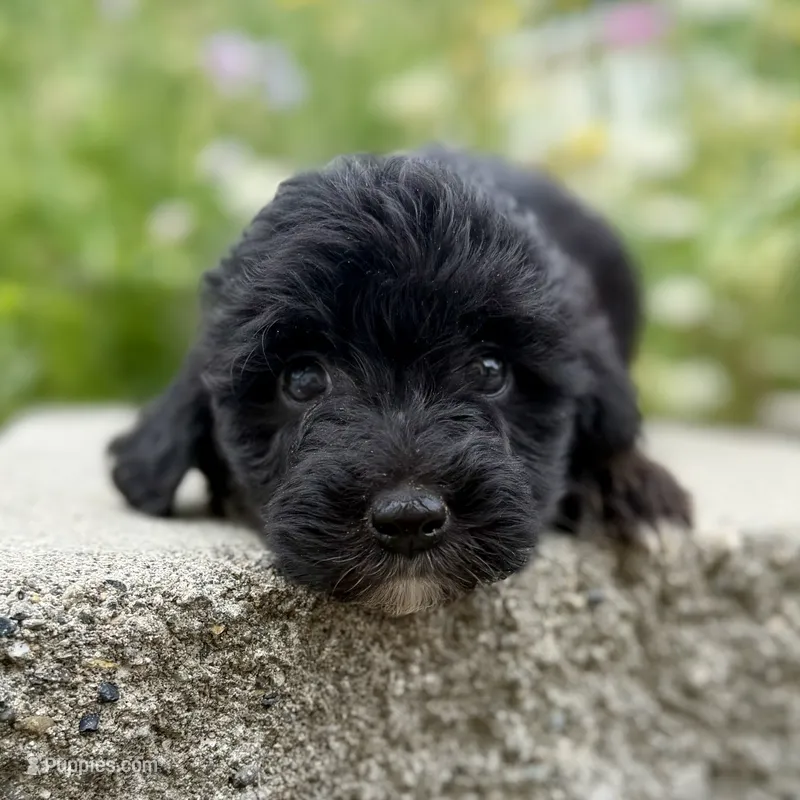 Jane - WEEKEND SPECIAL – Miniature Aussiedoodle puppy for sale in Centralia, WA