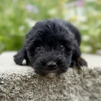 Jane - WEEKEND SPECIAL, a female Miniature Aussiedoodle for sale in Centralia, WA – 1 of 2