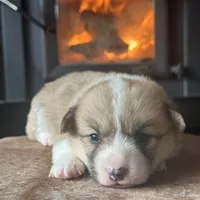 Hazel, a female Pembroke Welsh Corgi for sale in Centralia, WA – Photo 2 of 3