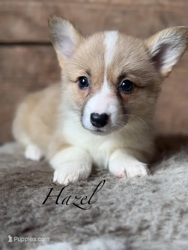 Hazel – Pembroke Welsh Corgi puppy for sale in Centralia, WA